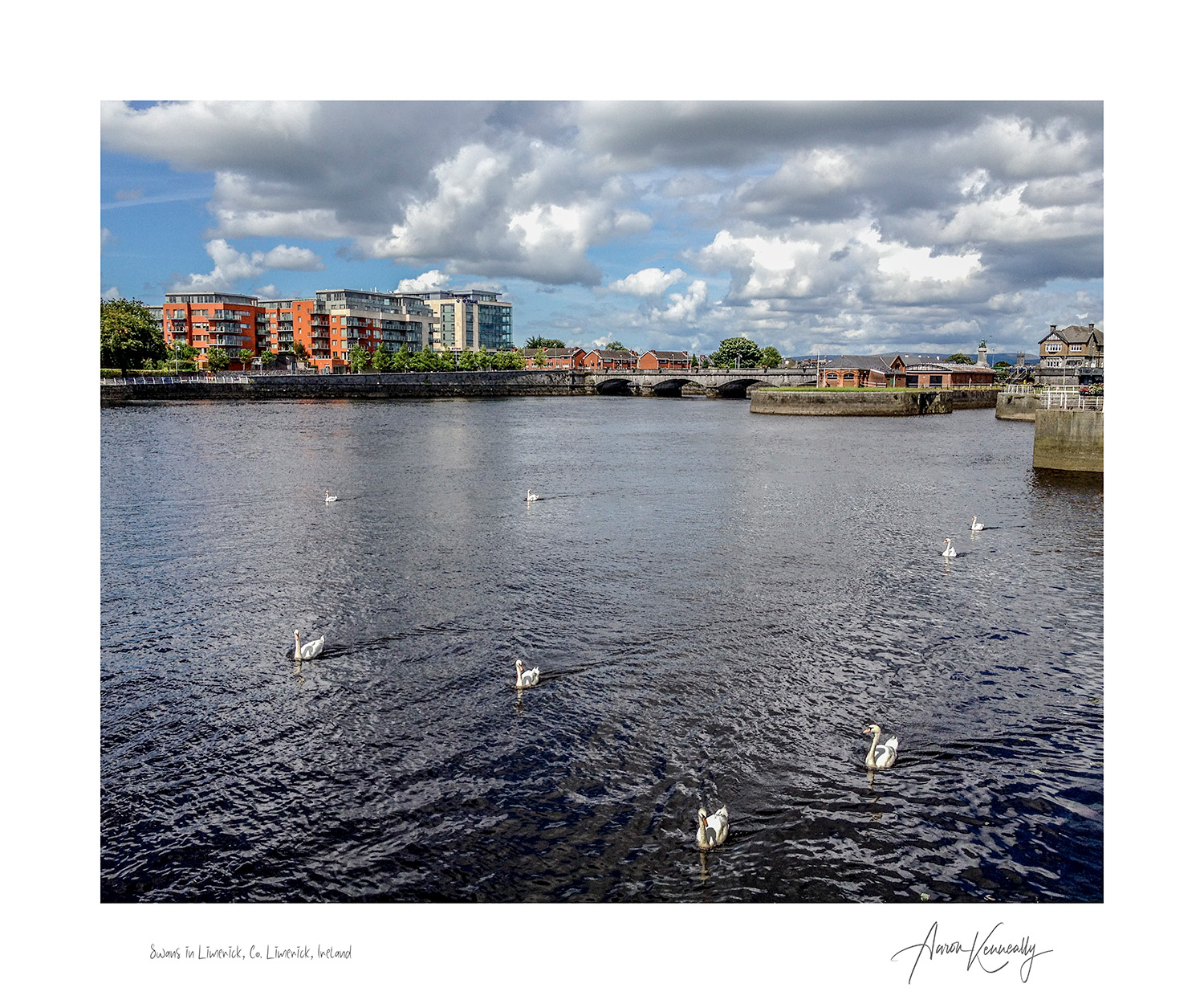 Swans of Limerick
